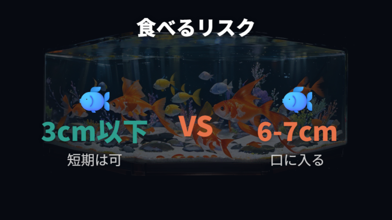 金魚がメダカを食べるリスクをサイズ別に見る