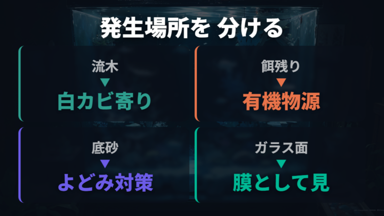 カビが出やすい水槽の原因を場所別に整理する
