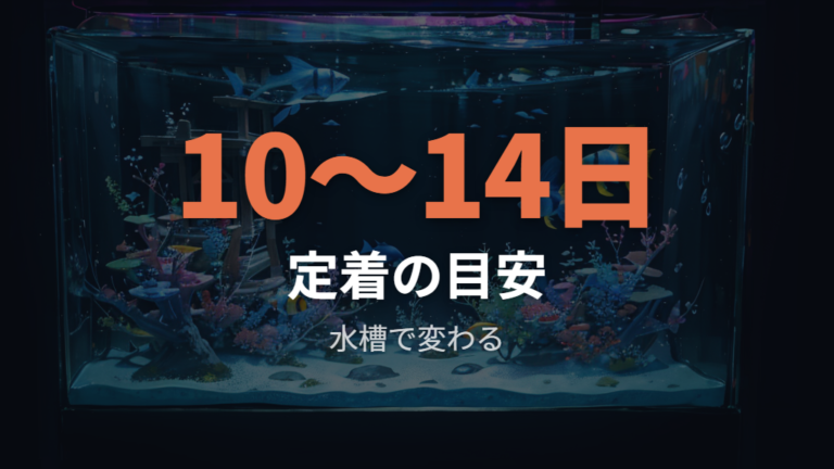 定着までにかかる期間は水槽条件で大きく変わる