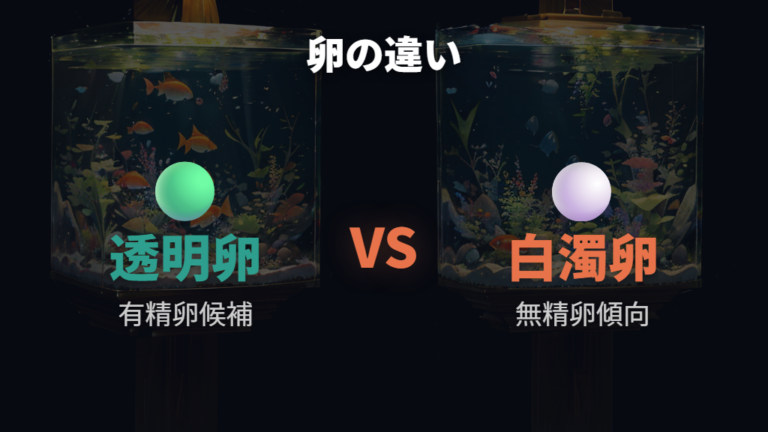 白い卵と透明な卵の違いは孵化の可能性に関わる?