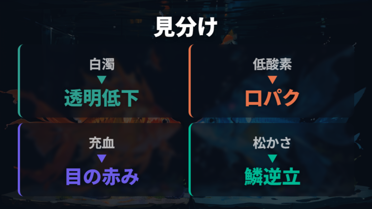 似た目の病気との違いは白濁・充血・松かさを一緒に見る