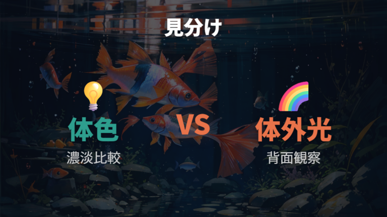 幹之の光が出るタイミングはラメと体外光を分けて見る