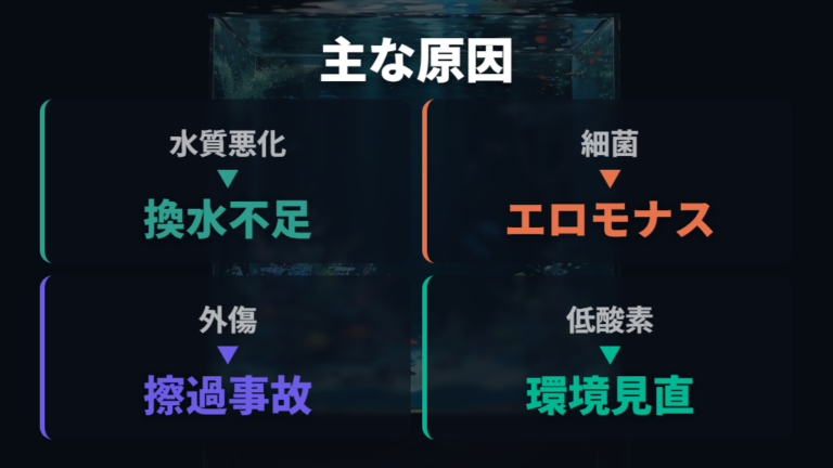 ポップアイの主な原因は水質悪化と細菌感染が軸になる