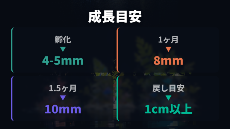 稚魚の成長速度と大きさの目安を確認する
