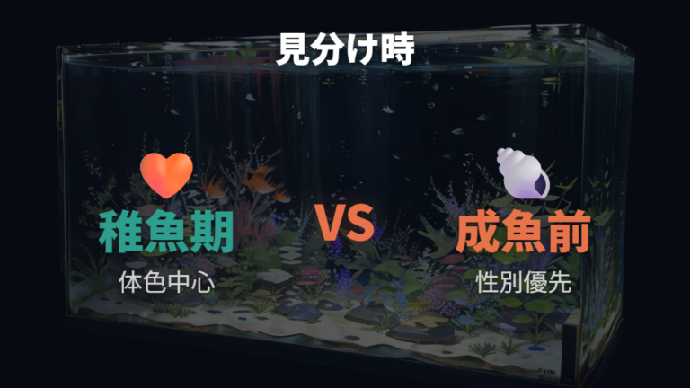 体色で選別する時期は稚魚期と成魚前で目的を変える