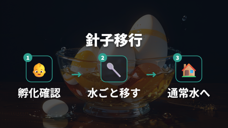 孵化後の針子への影響と移し方を確認する