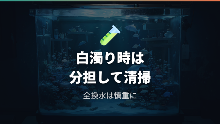 バクテリアを守る掃除と水換えで白濁りは悪化する?