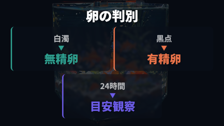 産卵後の卵と親魚の扱いで有精卵と無精卵を分ける