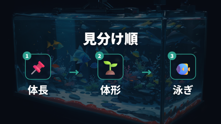 体色で選別する時期に見るポイントを手早く確認する
