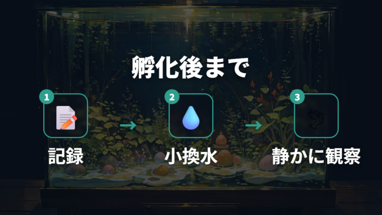 卵付き水草を孵化後まで管理する流れ