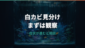 メダカの白カビは水カビ病？体・ヒレ・卵の原因と塩浴薬浴の考え方