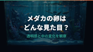 メダカの卵はどんなの？見た目と有精卵の変化を解説