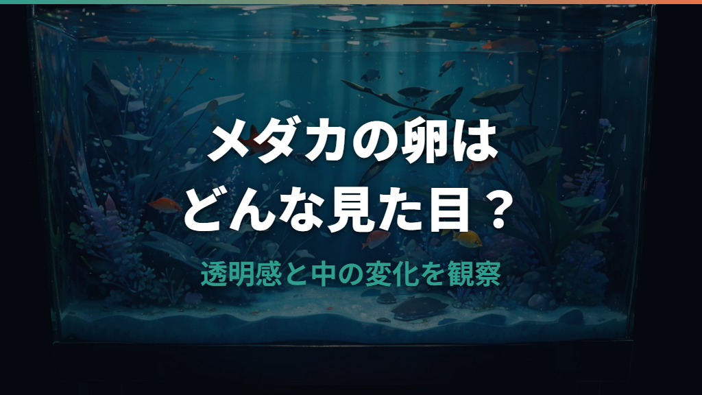 メダカの卵はどんなの？見た目と有精卵の変化を解説