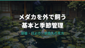 メダカを外で飼う基本環境と季節管理を初心者向けに整理