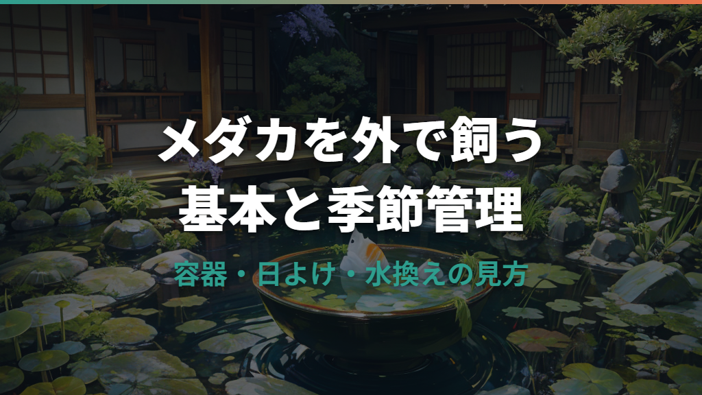 メダカを外で飼う基本環境と季節管理を初心者向けに整理