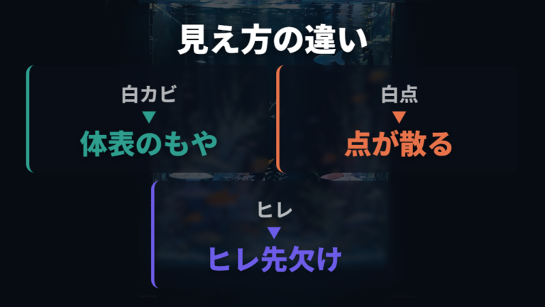 口やヒレの白い綿状症状は似た病気と分けて見る