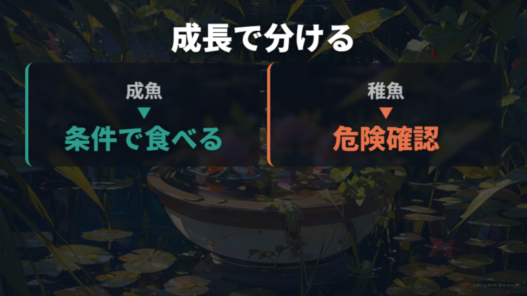 稚魚でもボウフラを食べるのかは成長段階で分ける