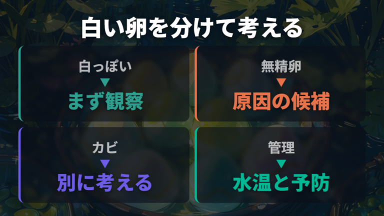 白い卵やカビた卵の対処法は原因と予防軸で整理する