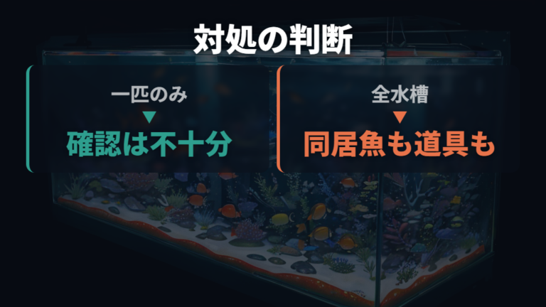 隔離と水槽全体の対処は感染の広がりで判断する