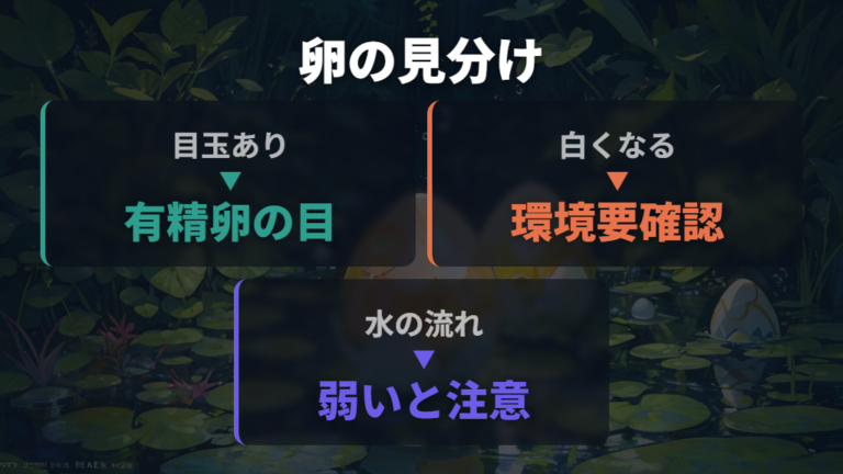 卵の白カビと無精卵の違いは目玉と水の動きで見る