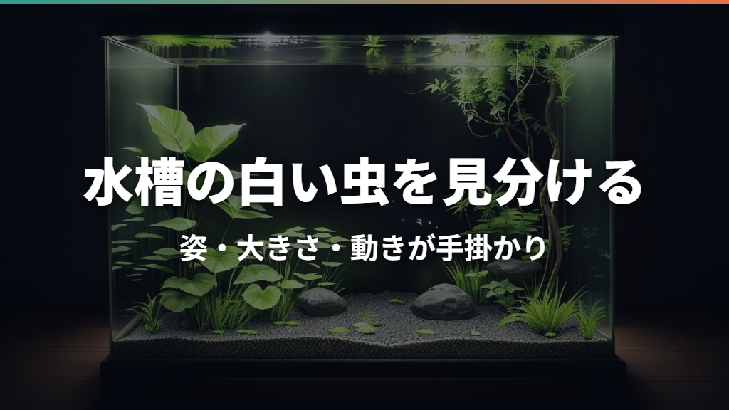 水槽の白い虫は何？見分け方とメダカへの害・駆除・予防を解説