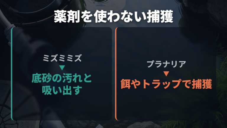 ミズミミズの掃除とプラナリアの捕獲方法