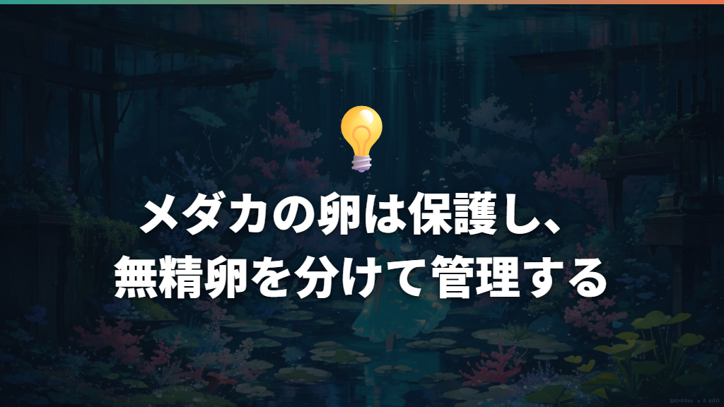 メダカの卵は保護し、無精卵を分けて管理する