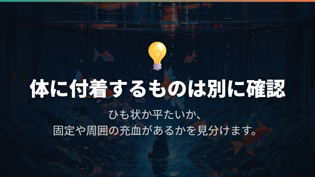 金魚の体にひも状の虫がつく場合はイカリムシなどを疑う