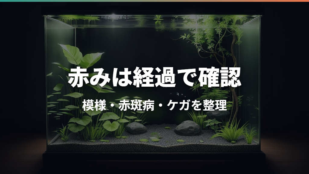 金魚の頭が赤いのは病気?模様・赤斑病・ケガの見分け方と対処法
