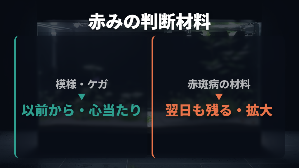 赤斑病とケガは赤みの変化と全身状態を合わせて見る
