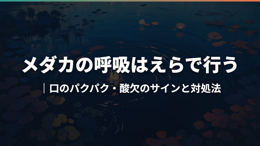 メダカの呼吸はえらで行う｜口のパクパク・酸欠のサインと対処法