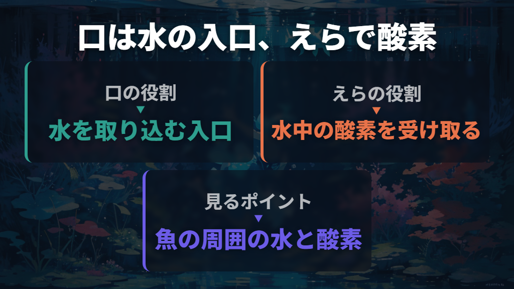 メダカはどこで呼吸する?口から入れた水をえらへ送る