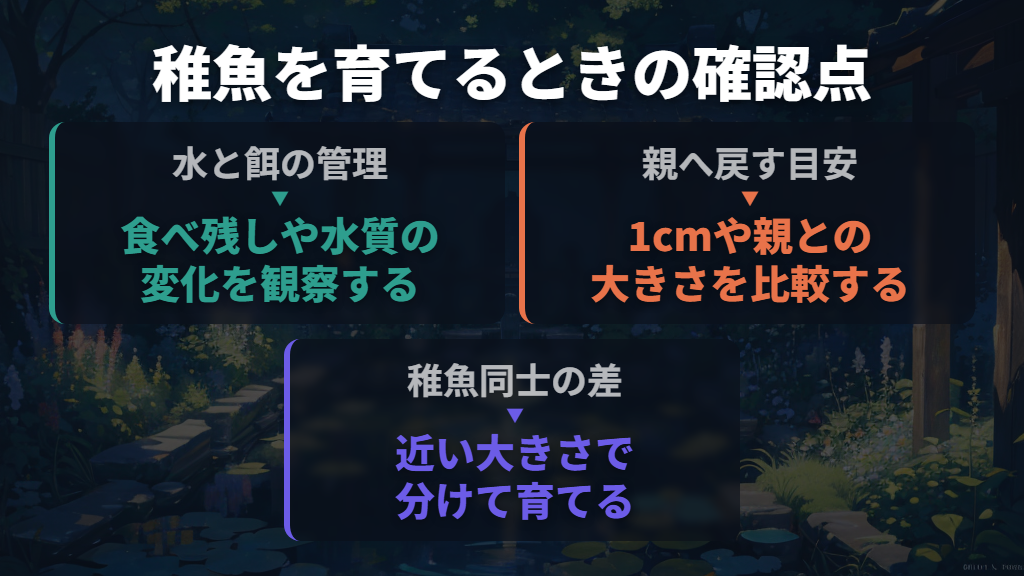 稚魚の水換えと、親の水槽へ戻すタイミング