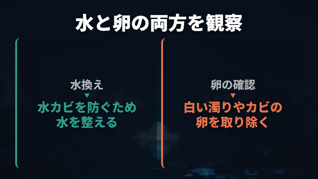 水換えでは水を清潔に保ち、傷んだ卵を取り除く