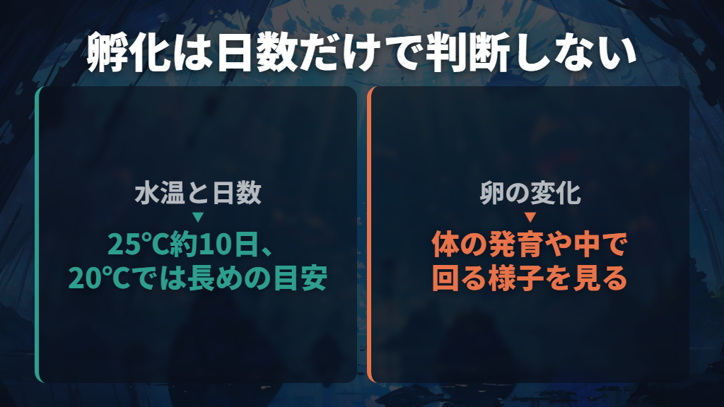 孵化しないときは、経過日数・水温・卵の変化を見る