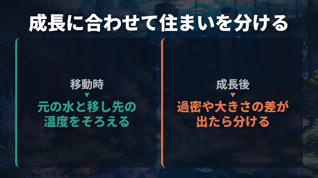 稚魚の移動と水換え、親と一緒にする時期