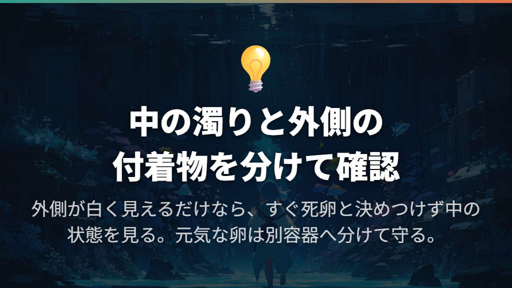 白い卵は孵化する?外側の付着物と中の濁りを分けて判断