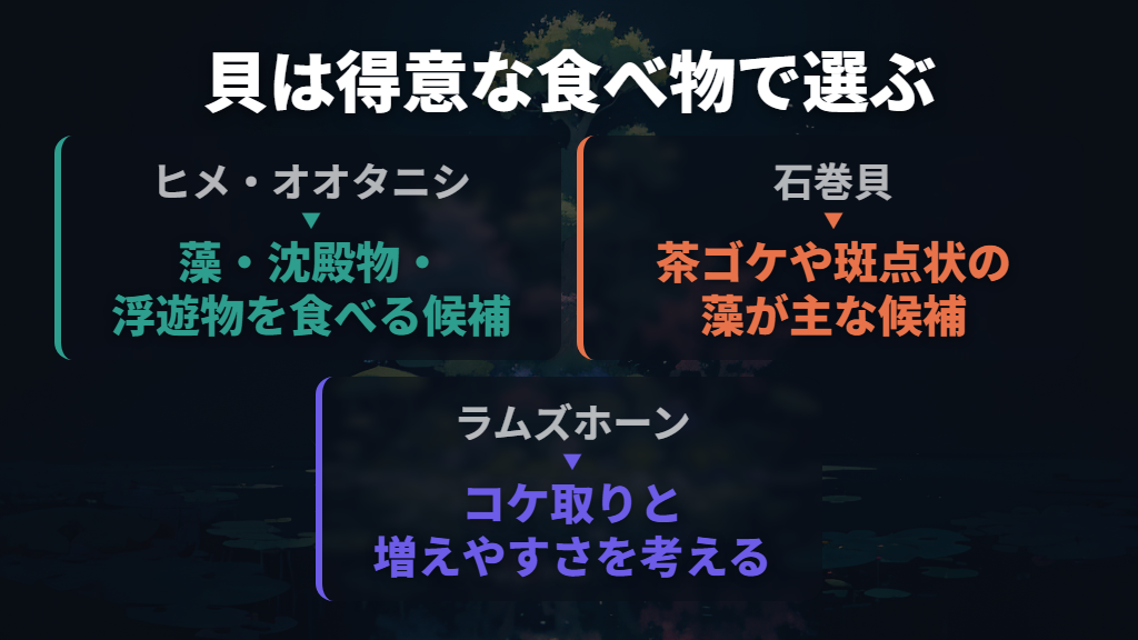タニシと石巻貝は、食べるものの違いで考える