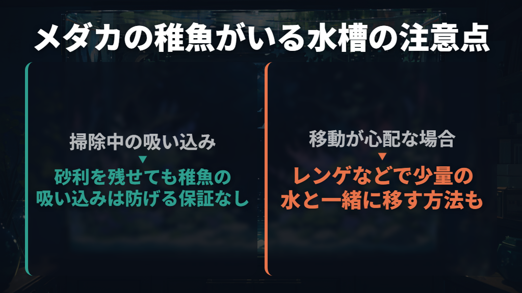 メダカの稚魚がいるときは吸い込みと移動に注意する