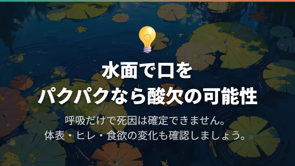 残った金魚が水面で口をパクパクしていたら酸欠を疑う
