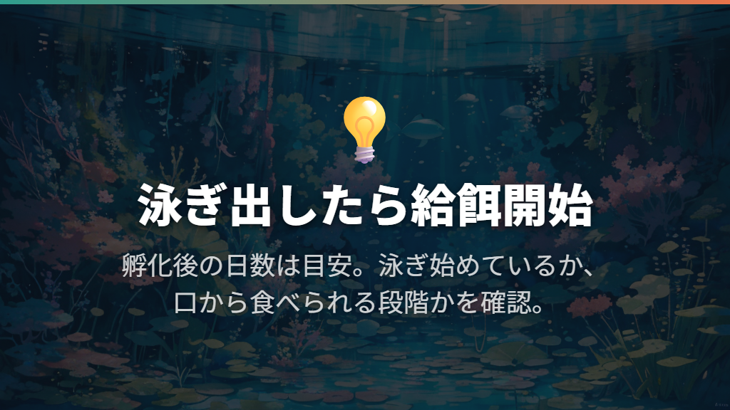 泳ぎ出したら給餌開始|孵化後の日数は目安