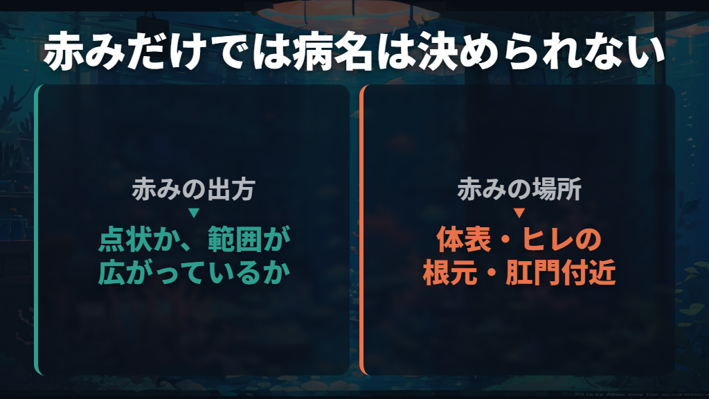 体表やヒレの根元の赤みは赤斑病の可能性