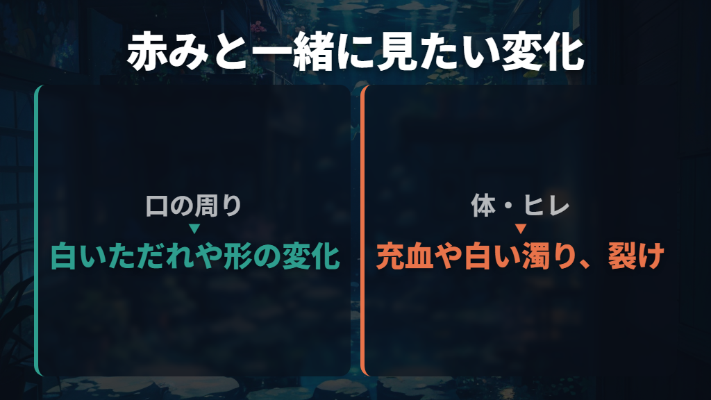 赤みだけで決めず、口・体・ヒレを一緒に見る