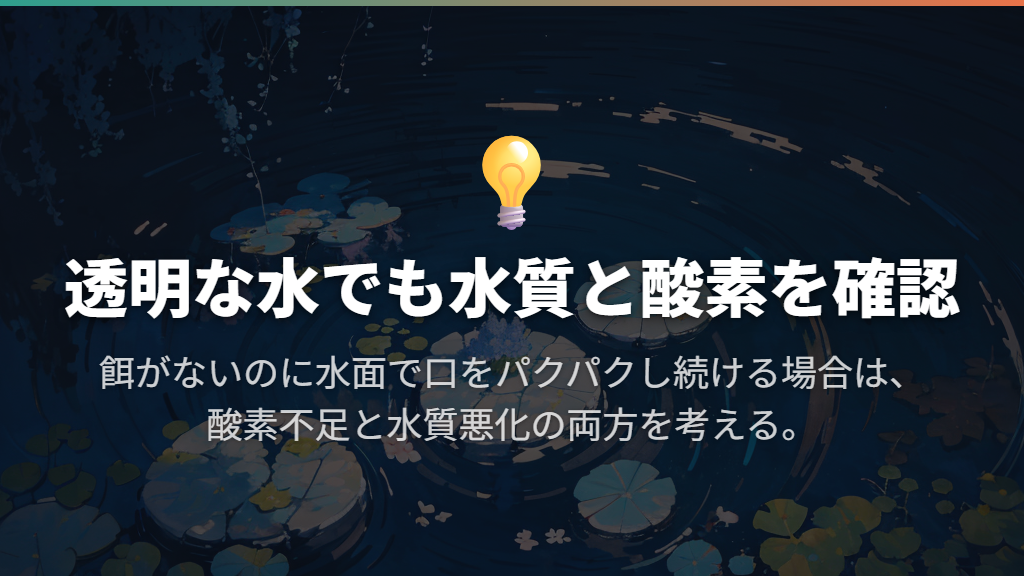 透明な水でも、水質悪化や酸欠の可能性を外さない