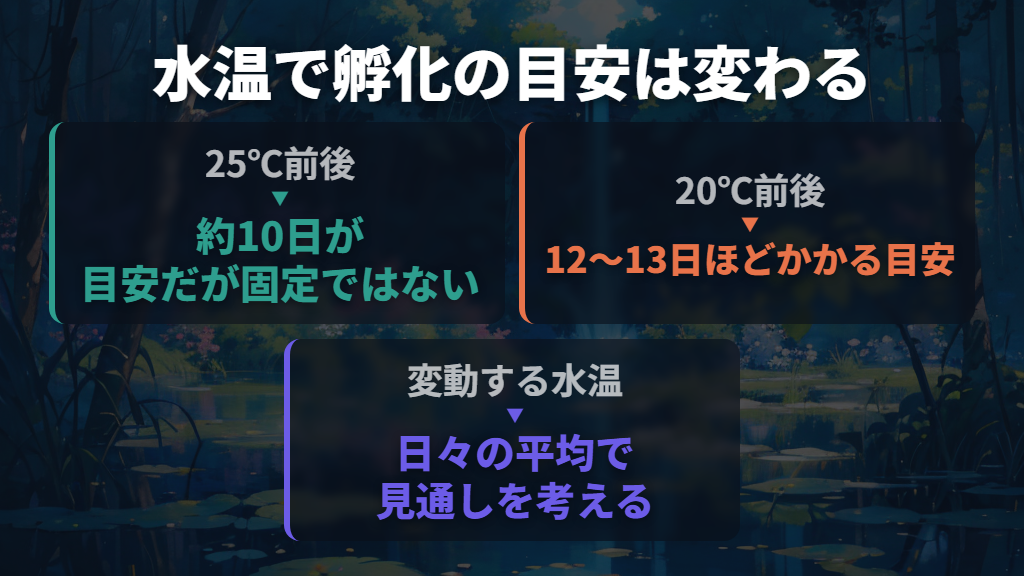25℃なら約10日、20℃なら12〜13日が目安